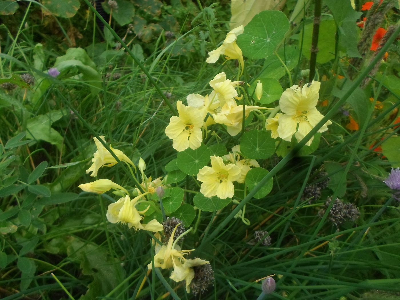 Изображение особи Tropaeolum majus.