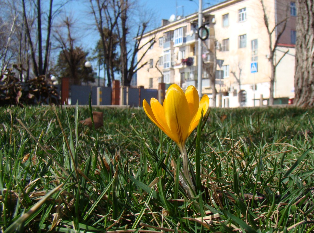 Image of Crocus &times; luteus specimen.