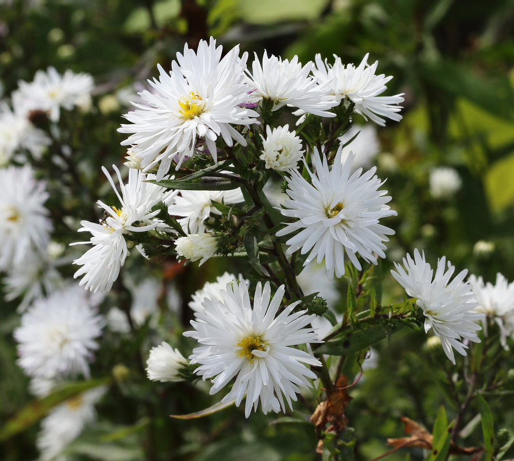 Изображение особи Symphyotrichum &times; versicolor.