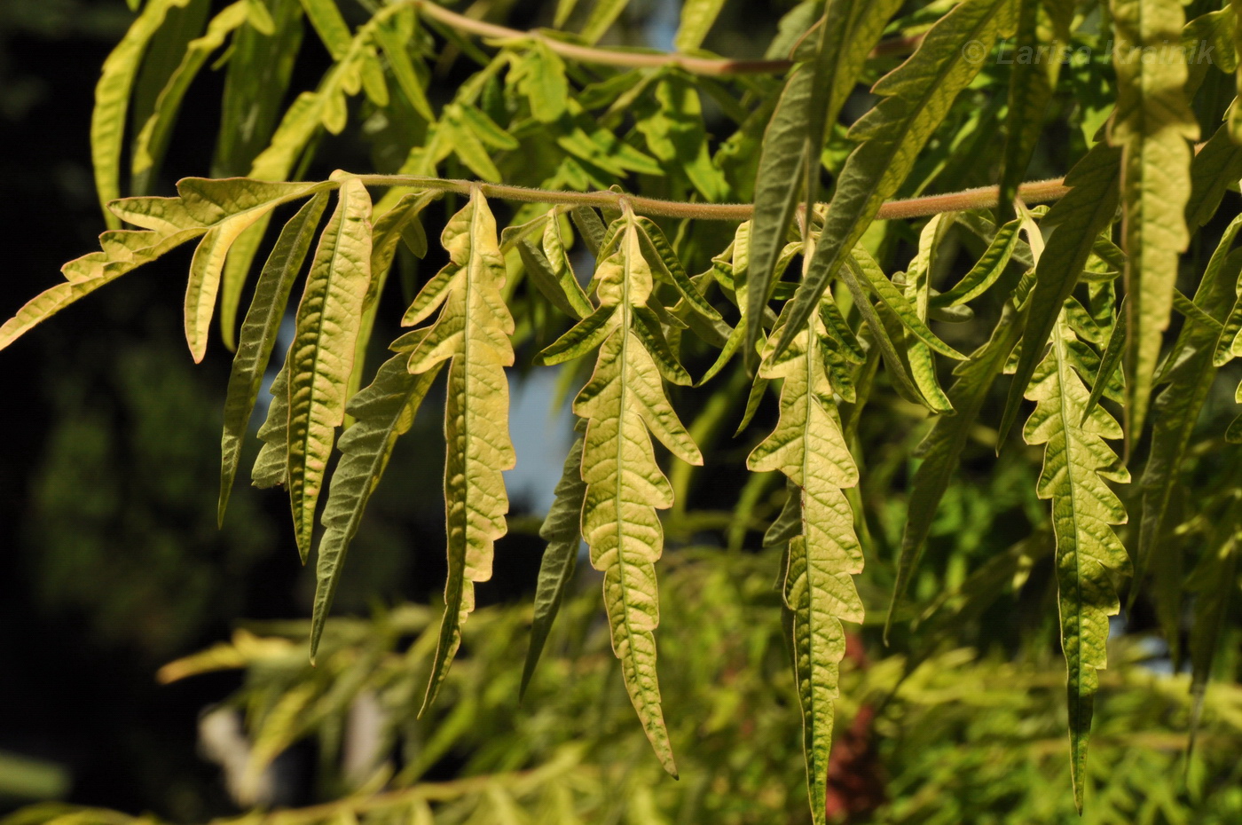 Image of Rhus typhina specimen.