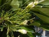 Radermachera hainanensis