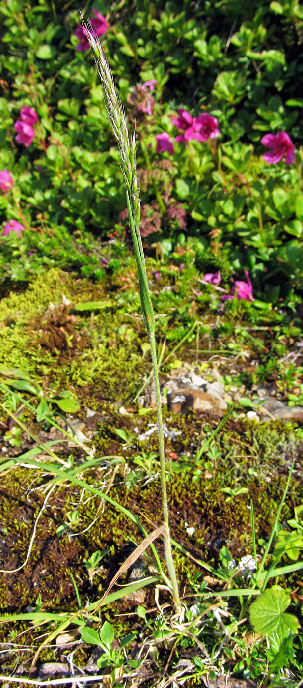 Изображение особи Trisetum spicatum.