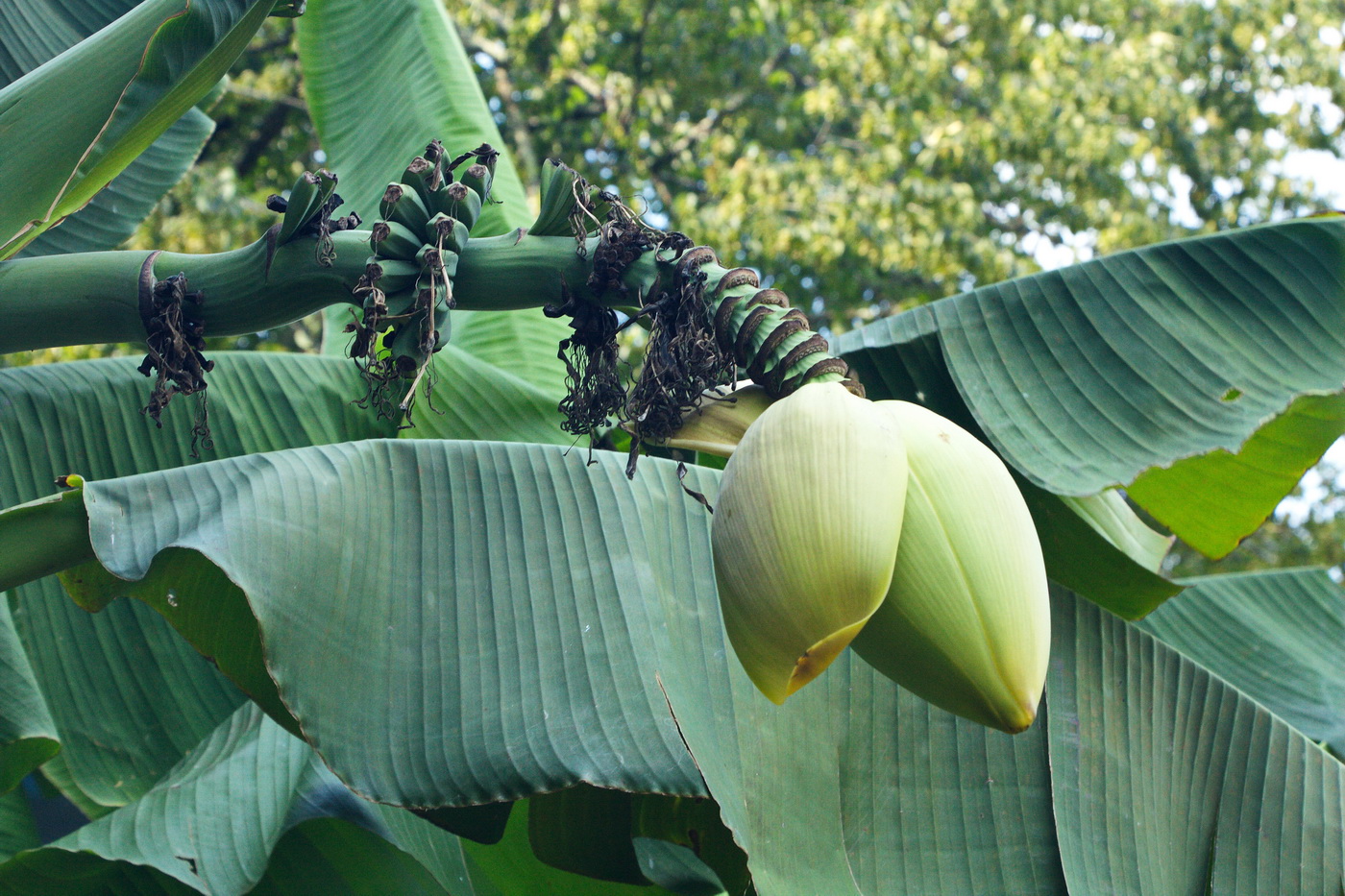 Image of Musa basjoo specimen.