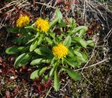 Solidago compacta