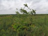 Heracleum sosnowskyi