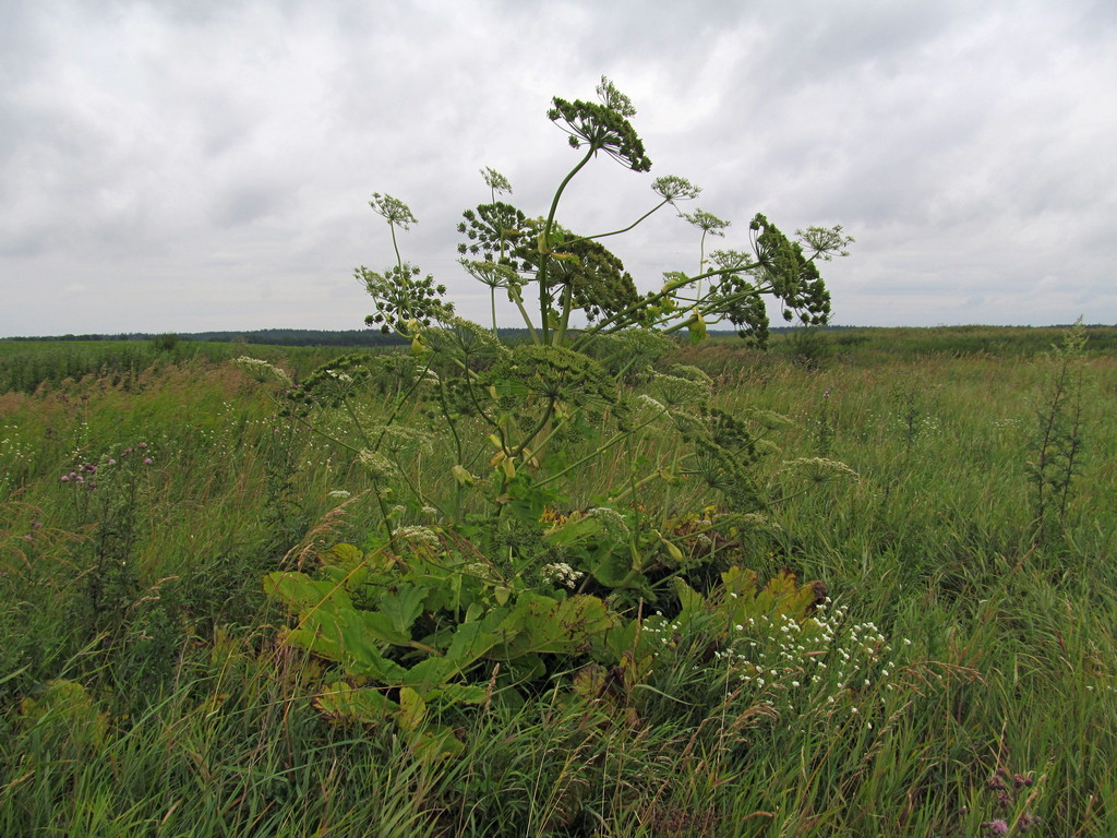 Image of Heracleum sosnowskyi specimen.