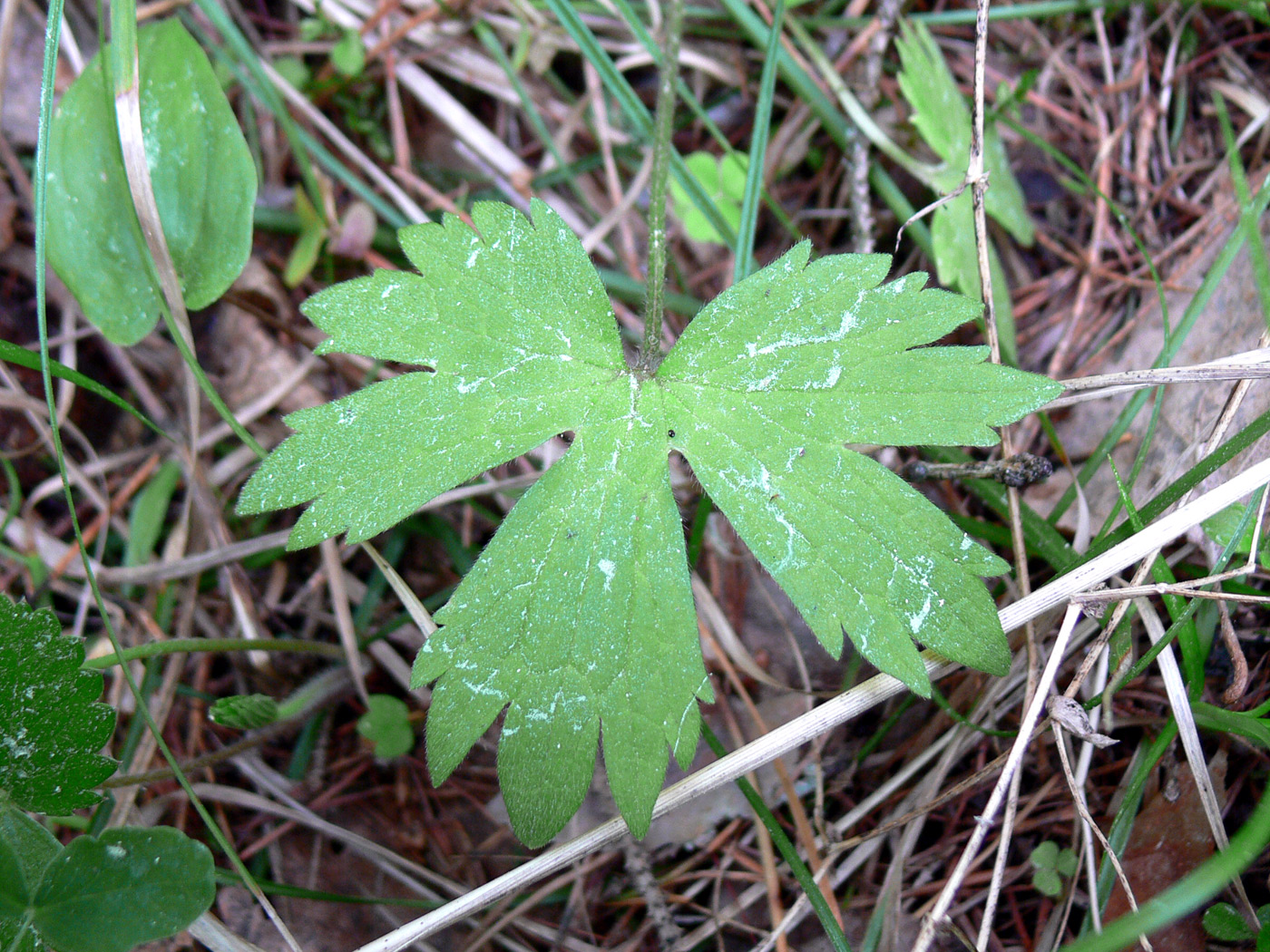 Изображение особи Ranunculus propinquus.