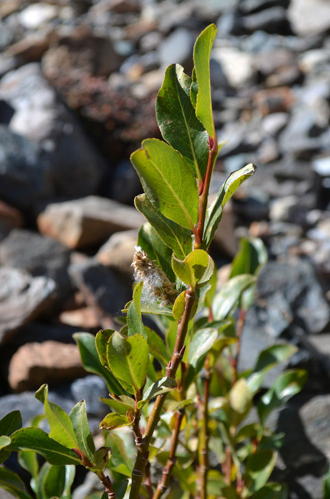 Image of Salix alatavica specimen.