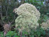 Angelica genuflexa