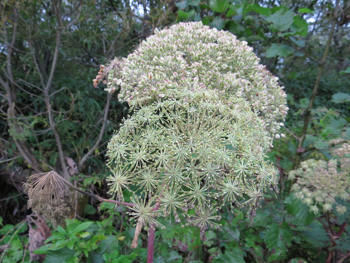 Image of Angelica genuflexa specimen.