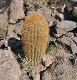 genus Trichocereus. Вегетирующее растение. Боливия, солар Уюни, остров Пескадо. 17 марта 2014 г.