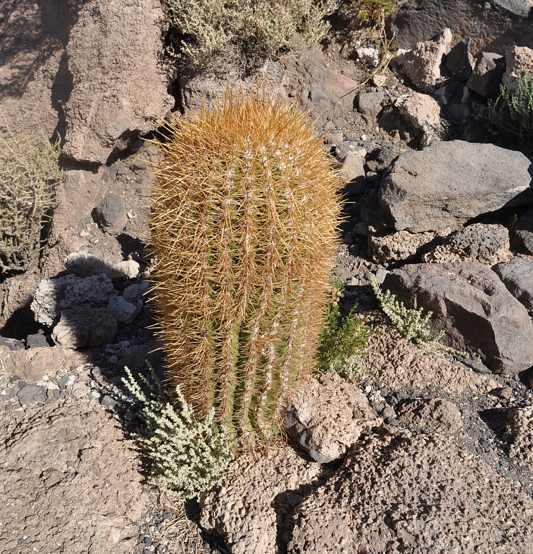 Изображение особи род Trichocereus.