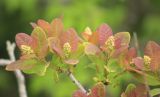 Cotinus coggygria. Побеги с молодой листвой в характерной окраске и развивающиеся соцветия. Краснодарский край, Черноморское побережье Кавказа, м/о город-курорт Анапа, окр. пос. Супсех. 3 мая 2015 г.