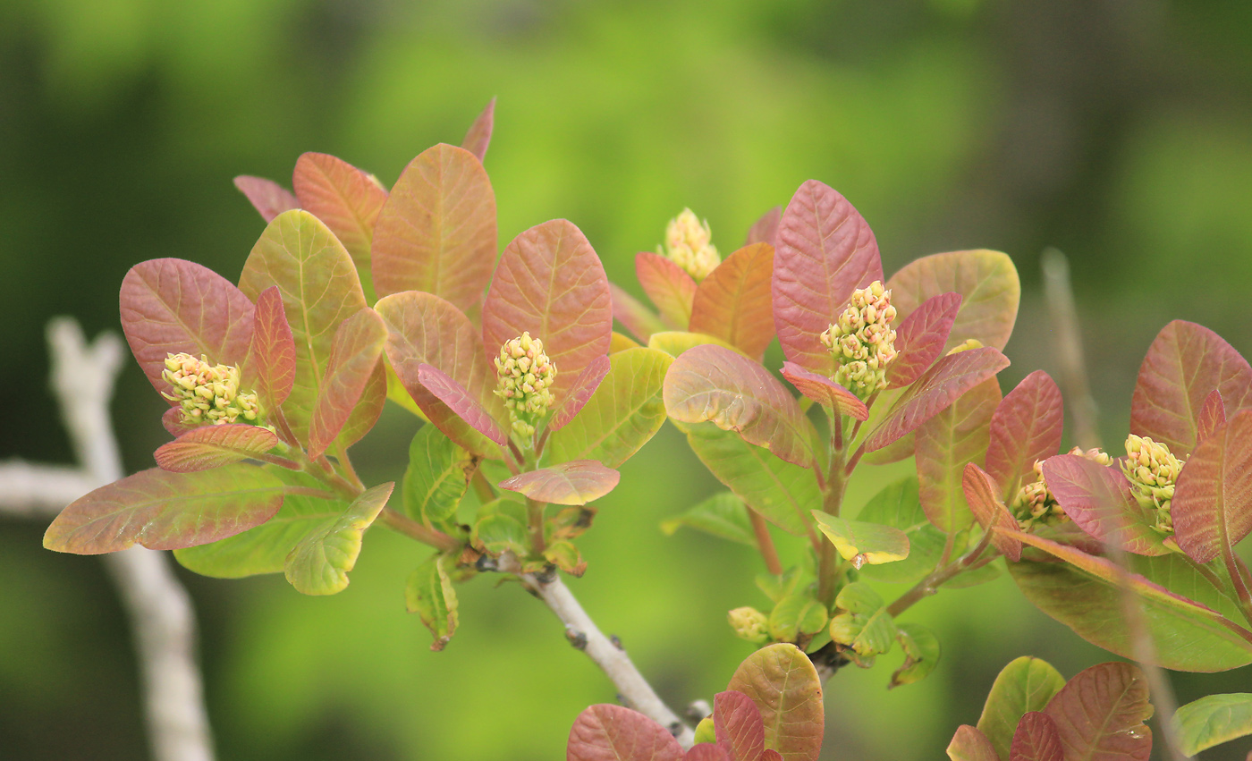 Image of Cotinus coggygria specimen.