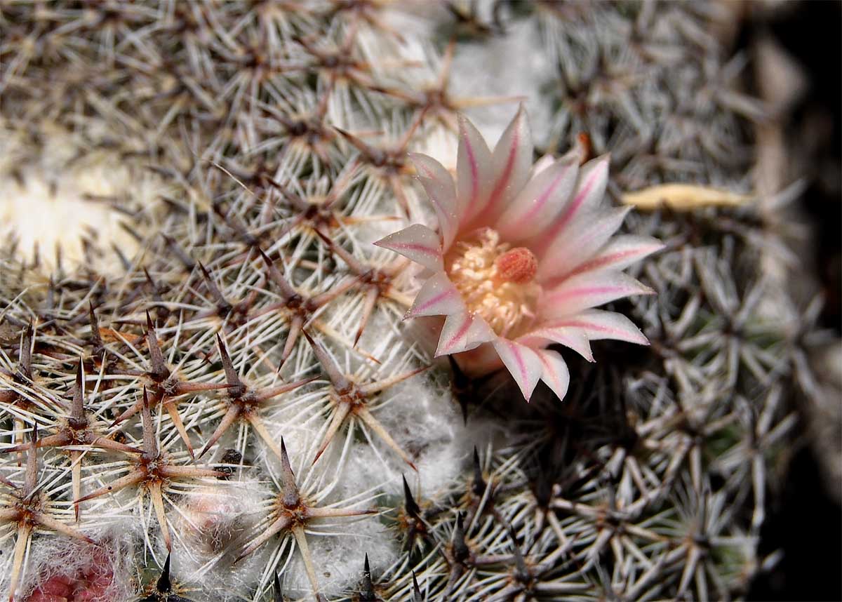 Image of Mammillaria formosa specimen.