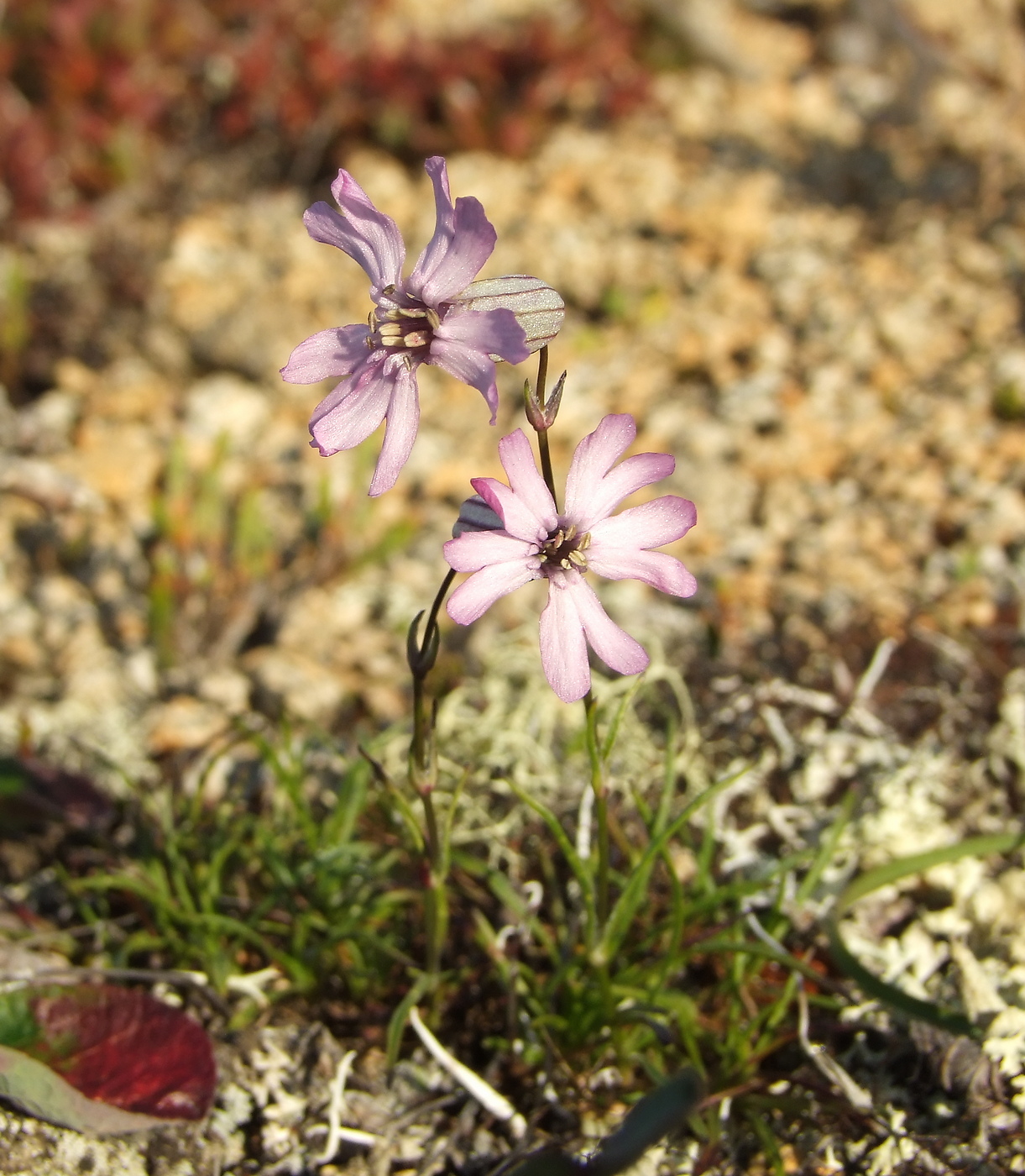 Изображение особи Silene stenophylla.