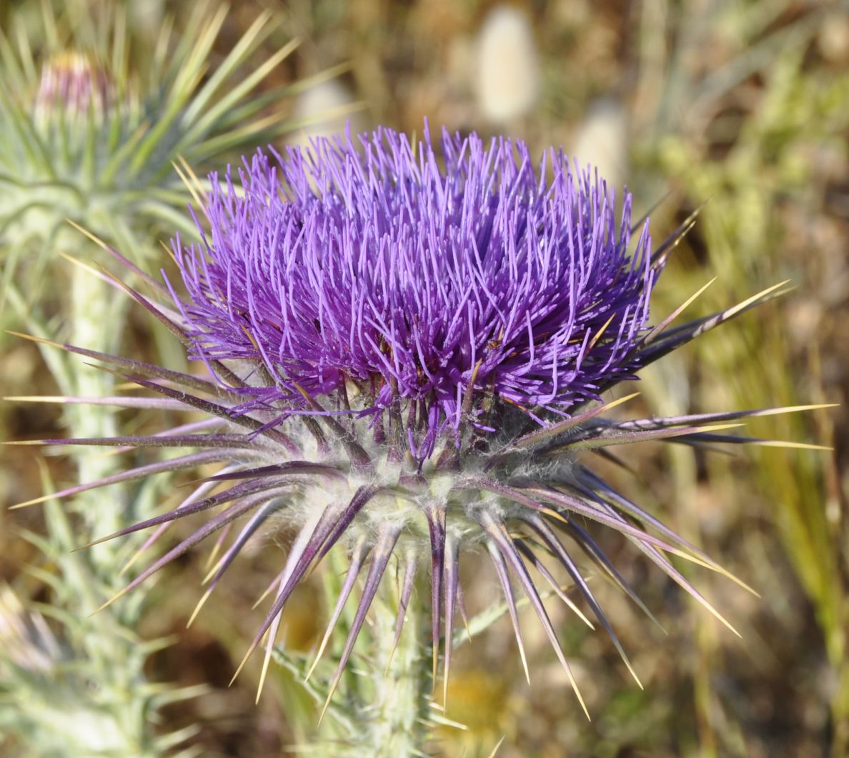 Image of Onopordum tauricum specimen.