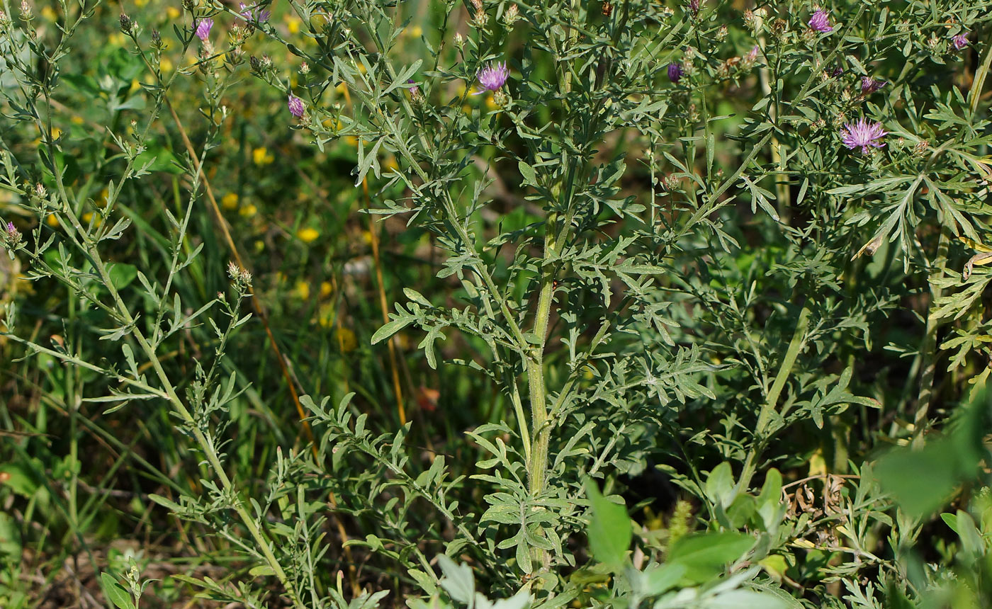 Image of Centaurea diffusa specimen.