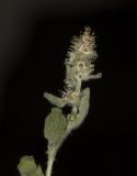 Gamochaeta pensylvanica