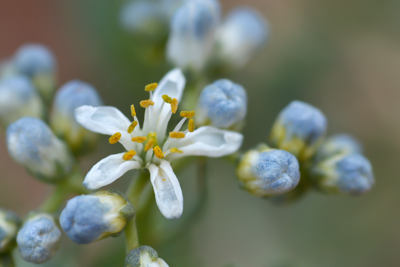 Изображение особи Nitraria sibirica.