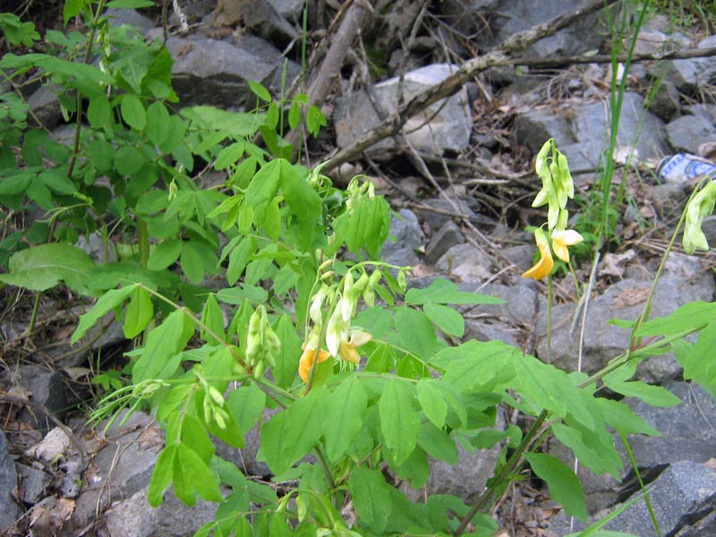 Изображение особи Lathyrus gmelinii.