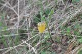 Fritillaria ophioglossifolia. Цветущее растение. Грузия, Казбегский муниципалитет, вост. склон горы Казбек, ≈ 2100 м н.у.м., травянистый склон. 22.05.2018.