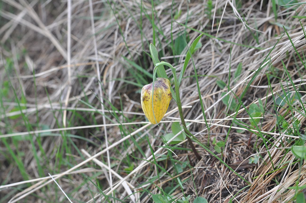 Image of Fritillaria ophioglossifolia specimen.