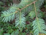 Pseudotsuga menziesii. Часть ветви. Украина, Ивано-Франковская обл., Болеховский горсовет, Поляницкий сельсовет, Поляницкий региональный ландшафтный парк, урочище \"Скалы\", молодой смешанный лес. 20.05.2018.