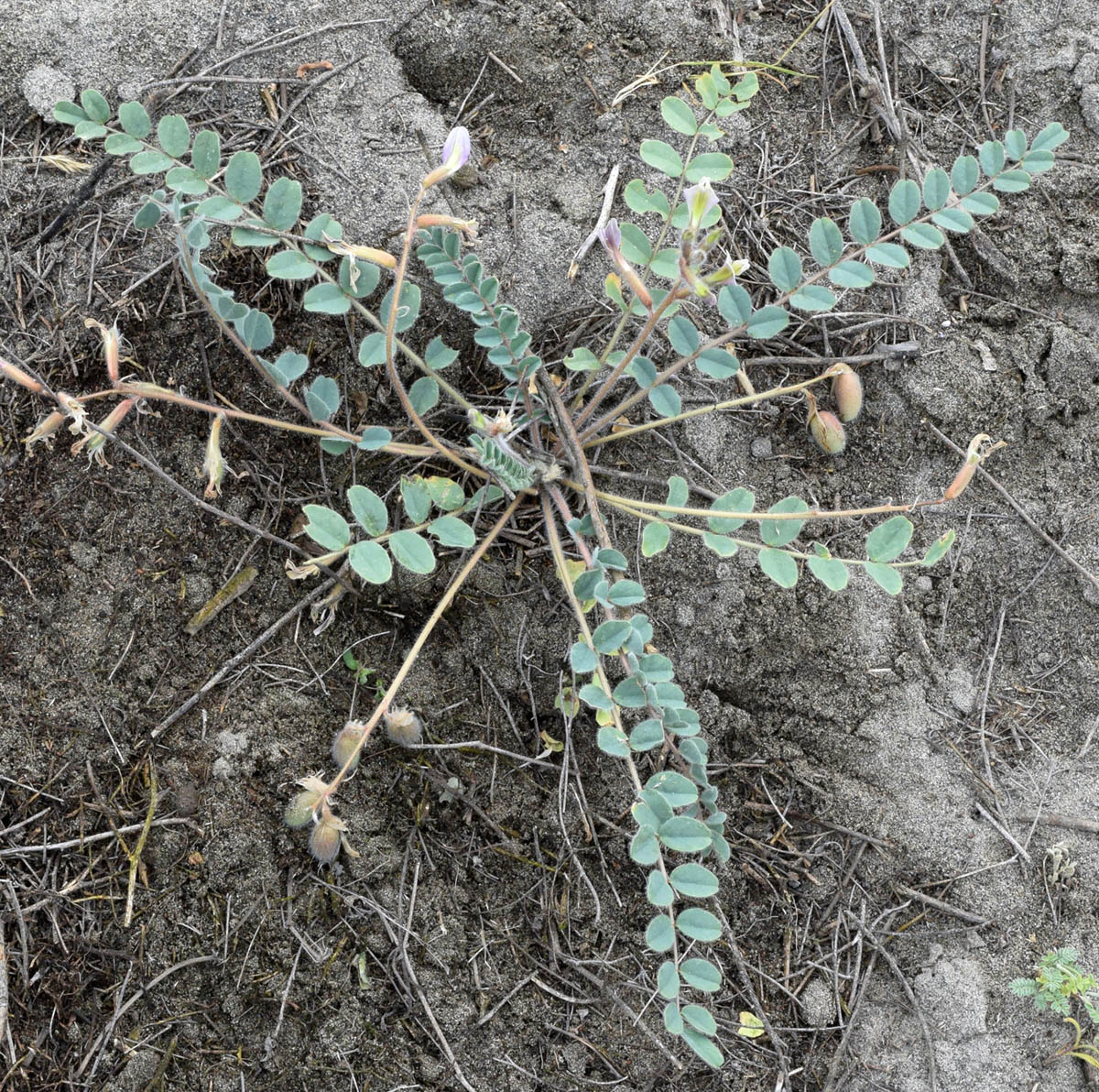 Image of Astragalus rubellus specimen.