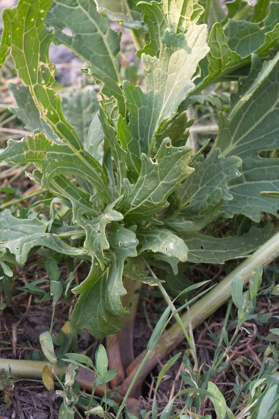 Image of Crambe gibberosa specimen.