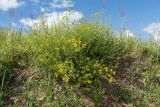 Medicago falcata