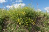 Medicago falcata. Обильно цветущее растение. Псковская обл., Псковский р-н, окр. погоста Выбуты, берег р. Великая, бровка склона над известняковым обрывом. 26.06.2018.