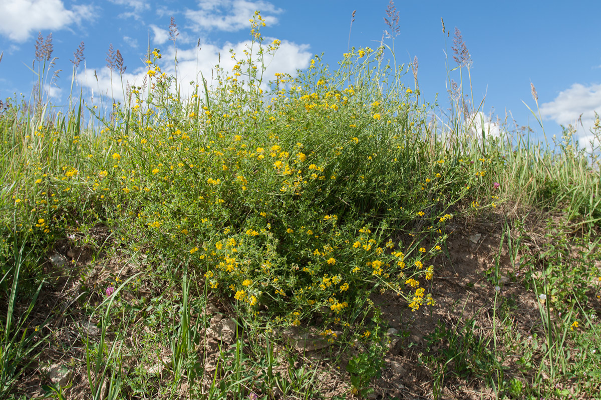 Изображение особи Medicago falcata.