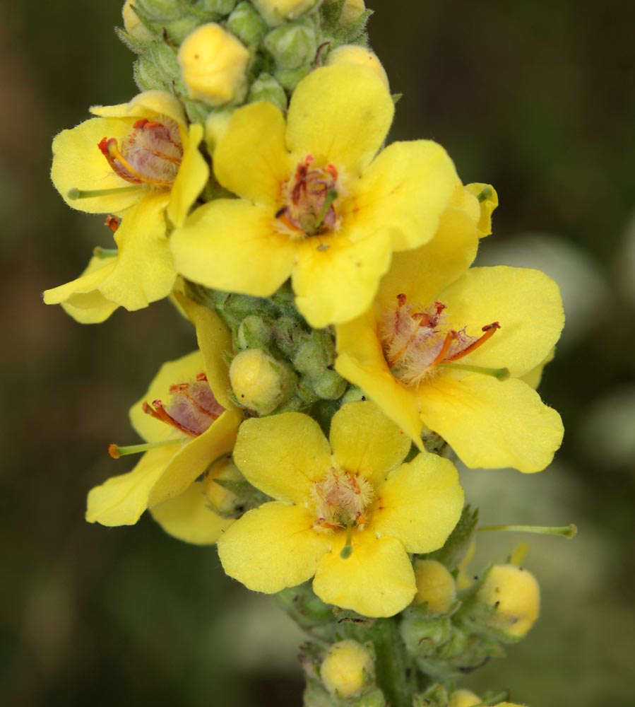 Image of Verbascum &times; semialbum specimen.