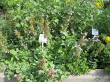 Salvia tomentosa. Отцветающее растение. Волгоград, Ботсад ВГСПУ. 25.07.2018.