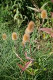 Dipsacus sativus