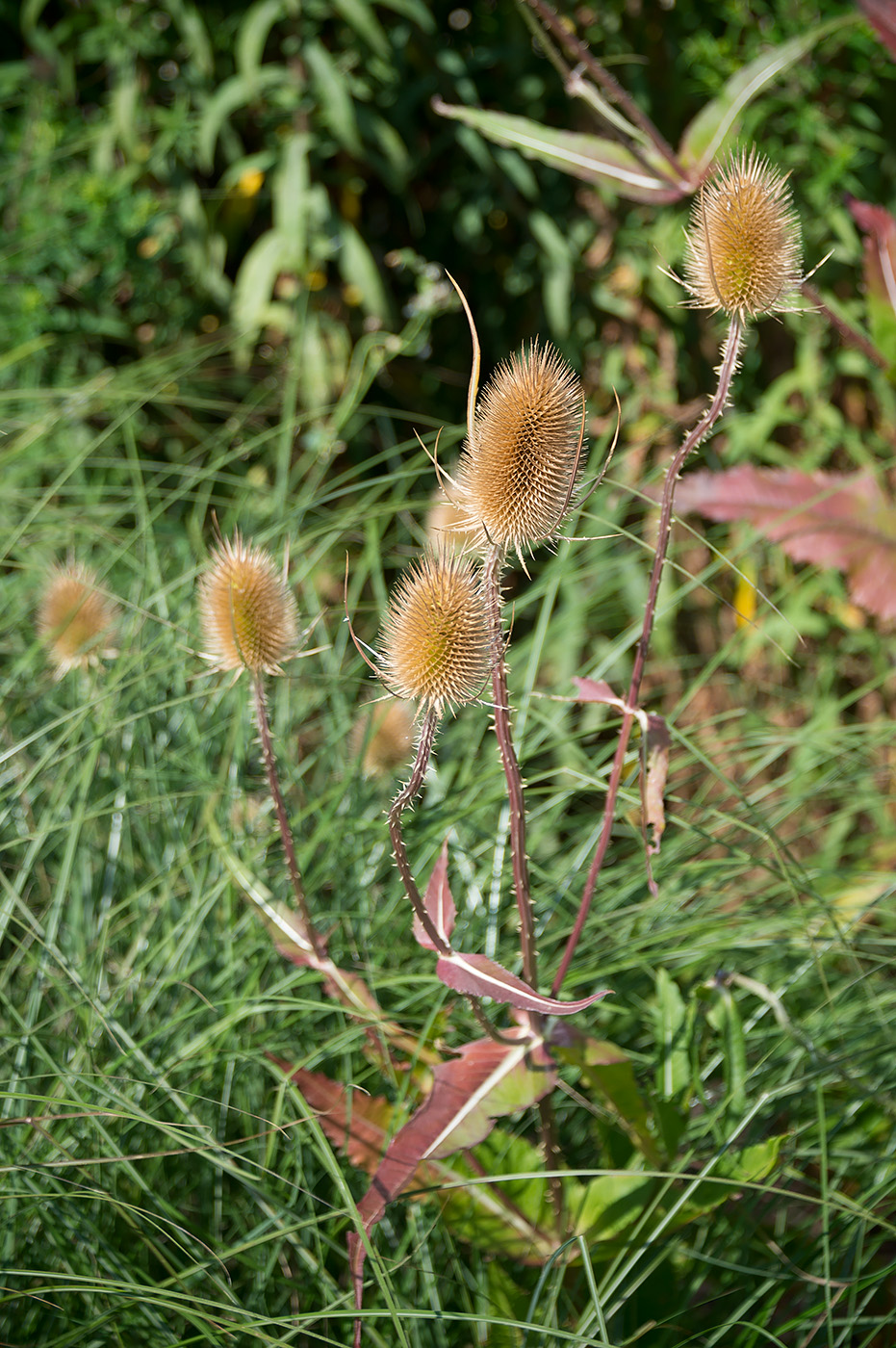 Изображение особи Dipsacus sativus.