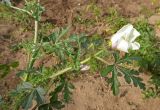 Hibiscus trionum
