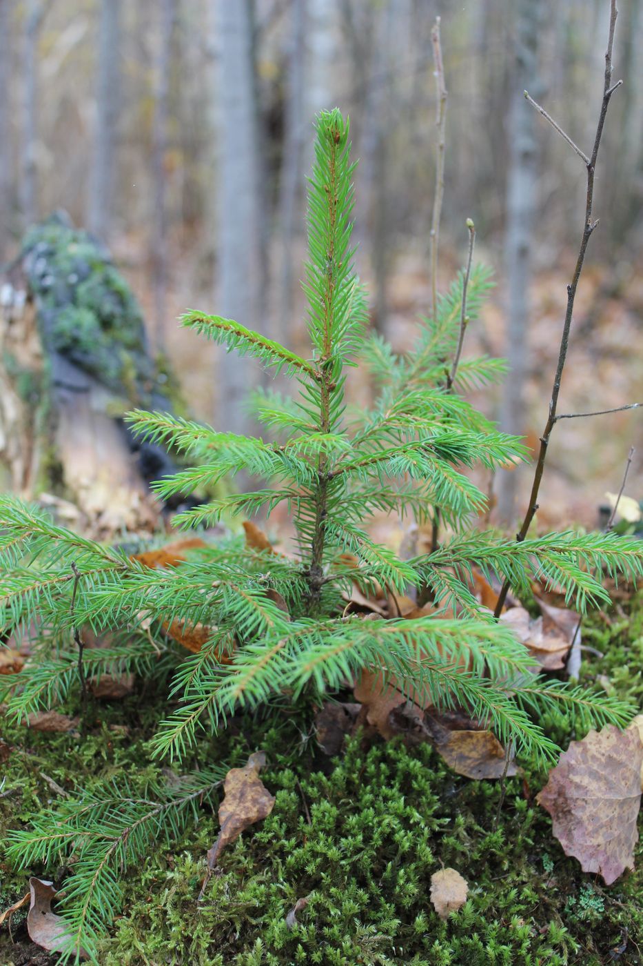 Image of Picea abies specimen.