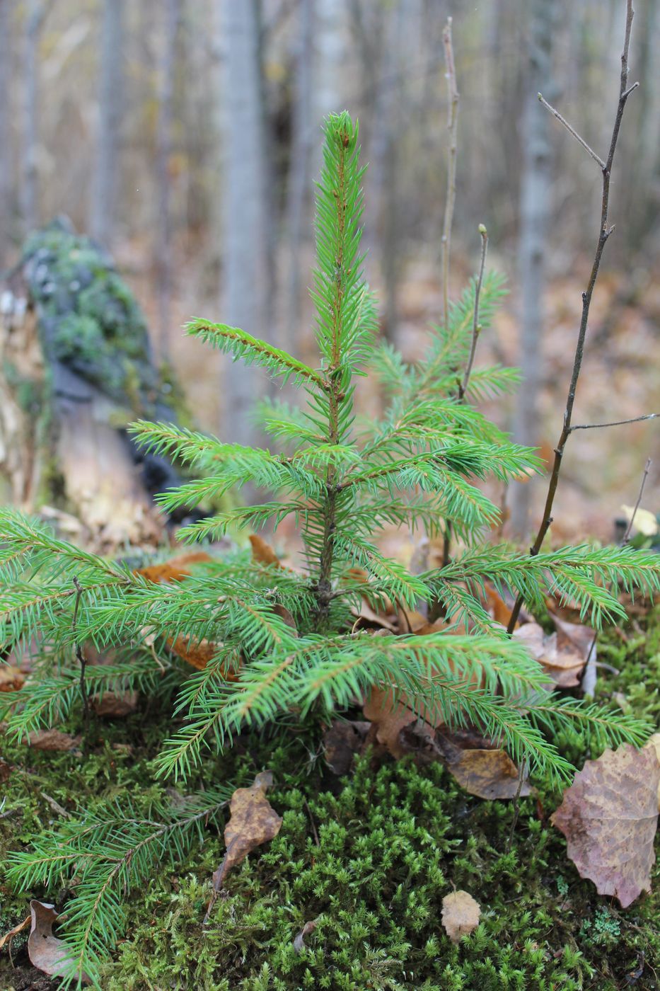 Изображение особи Picea abies.