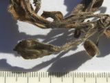 Image of taxon representative. Author is Сергей Банкетов