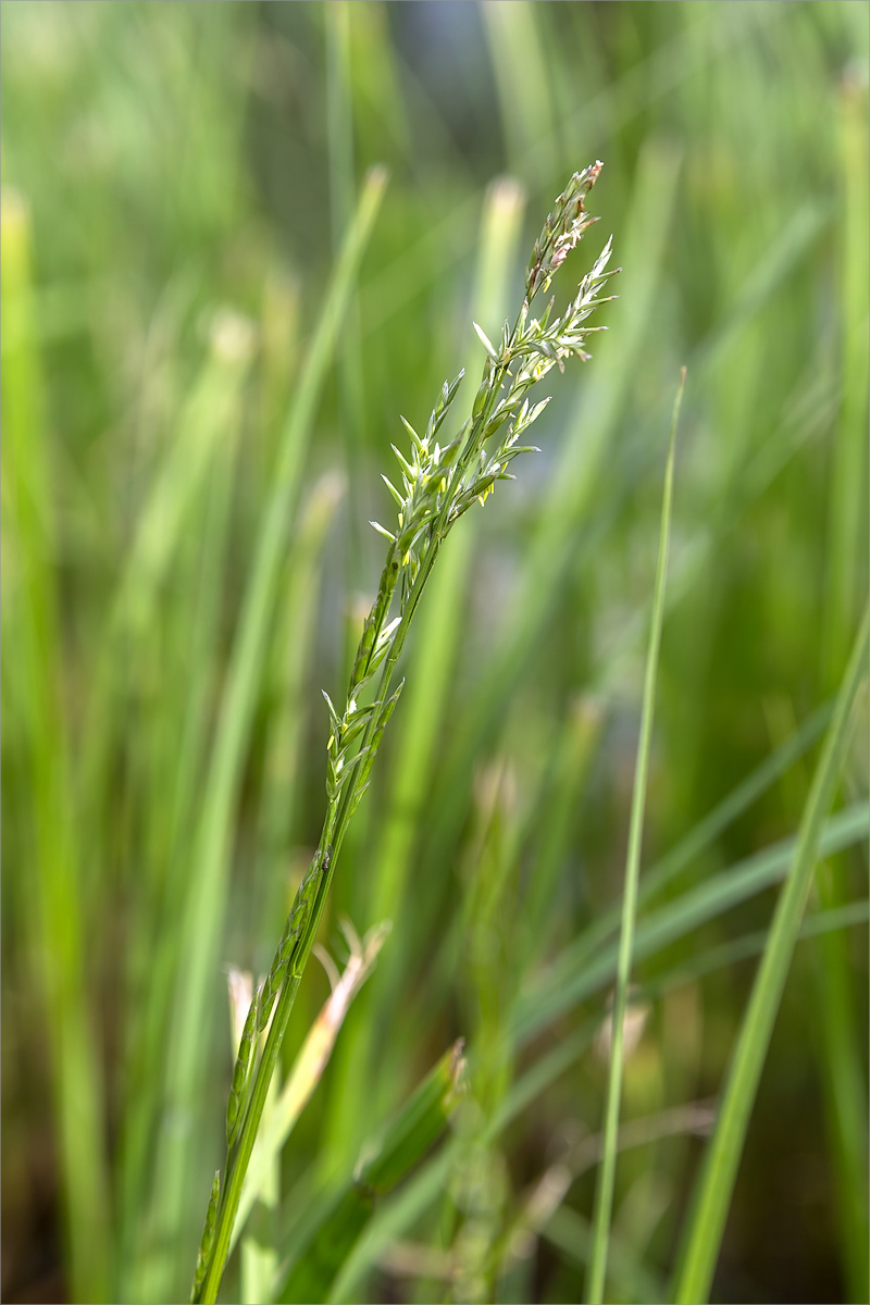 Image of Glyceria notata specimen.