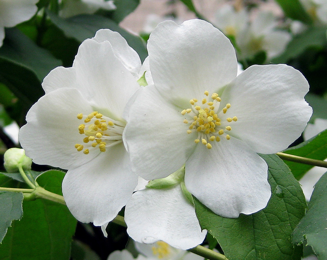 Изображение особи Philadelphus coronarius.