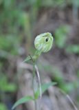 Melandrium latifolium