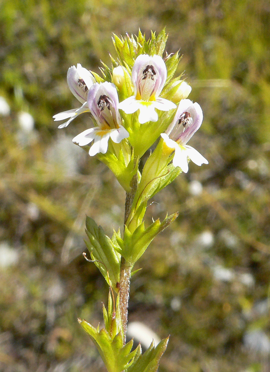 Image of Euphrasia hyperborea specimen.