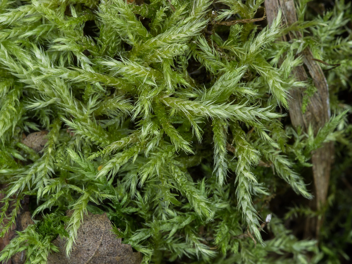 Изображение особи семейство Brachytheciaceae.