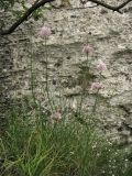 Allium strictum