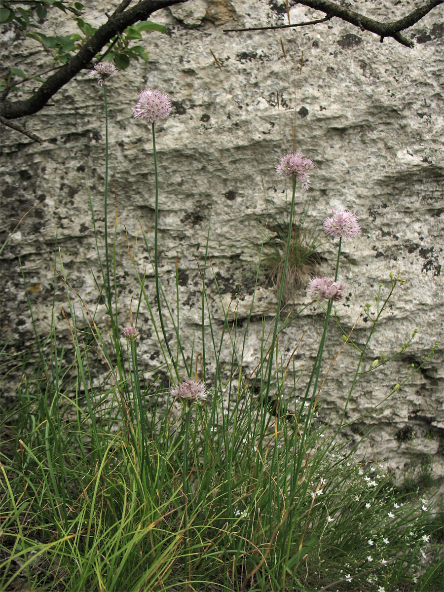Image of Allium strictum specimen.