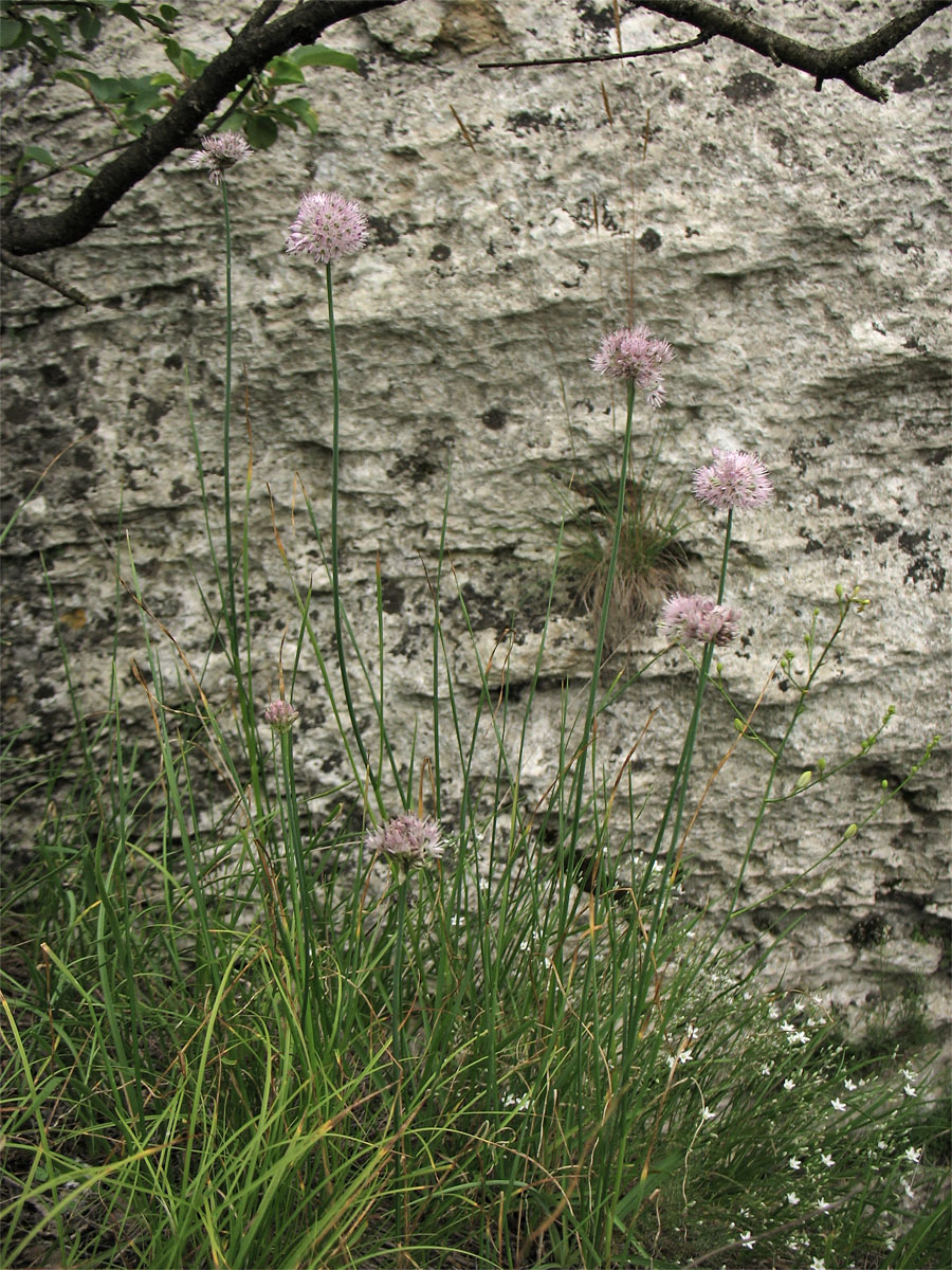 Изображение особи Allium strictum.