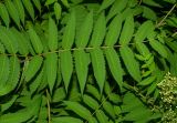 Sorbaria sorbifolia. Листья. Пермь, Свердловский р-н, в озеленении. 9 июля 2018 г.